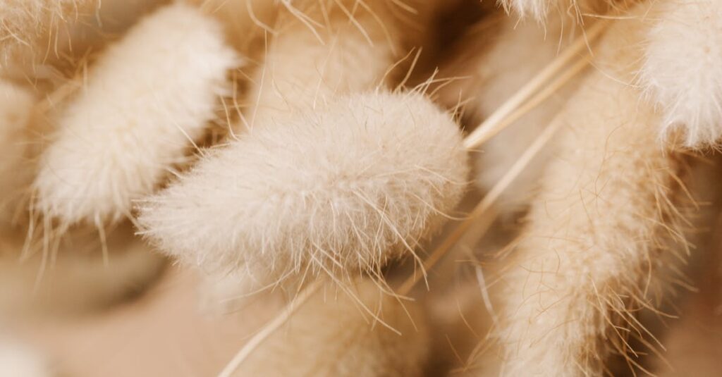pexels photo 7232677 7232677 Macro photography of soft, beige, fuzzy grass flowers with a delicate texture.